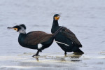 Aalscholver (Phalacrocorax carbo) poepend, Arkemheen