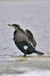 Aalscholver (Phalacrocorax carbo) aan het drogen, Arkemheen