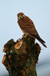 Torenvalk in knotwilg (Falco tinnunculus), Arkemheen