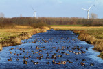 Overwinterende smienten (Anas penelope), Arkemheen