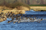 Smienten (Anas penelope) zetten de landing in, Arkemheen