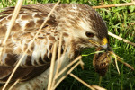 Buizerd (Buteo buteo) met gevangen muis, Arkemheen