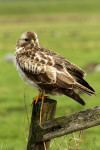 Buizerd (Buteo buteo) op paaltje. Arkemheen