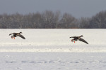 Landende kolganzen (Anser albifrons) in sneeuw, Arkemheen