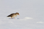 Grauwe gans (Anser anser), in winters landschap, Arkemheen