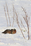 Houtduiven (Columba palumbus) houden elkaar warm, Arkemheen