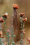 Noordse winterjuffer (Sympecma paedisca) mannetje EB, Drenthe