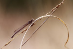 Noordse winterjuffer (Sympecma paedisca) mannetje EB, Drenthe