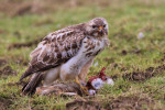 Buizerd (Buteo buteo) met haas, Arkemheenpolder