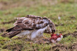 Buizerd (Buteo buteo) met haas, Arkemheenpolder