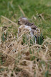 Buizerd (Buteo buteo), Arkemheenpolder