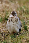Buizerd (Buteo buteo), Arkemheenpolder