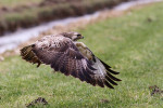 Buizerd (Buteo buteo) in vlucht, Arkemheenpolder