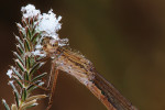 Noordse winterjuffer (Sympecma paedisca) vrouwtje EB, Drenthe