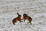 Europese hazen (Lepus europaeus) in de sneeuw, Arkemheen