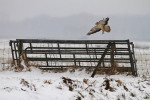 Buizerd (Buteo buteo) bij weilandhek, Arkemheen