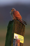 Torenvalk (Falco tinnunculus), Arkemheen