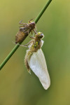 Uitgeslopen viervleklibel (Libellula quadrimaculata), Nunspeet
