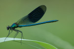 Weidebeekjuffer (Calopteryx splendens) mannetje, Emst