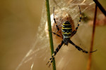 Wespspin (Argiope bruennichi) met eicocon, De Bieze