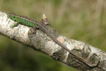 Zandhagedis mannetje (Lacerta agilis) RL KW , Hoog Soeren