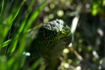 Zandhagedis tussen het groen, Loofles
